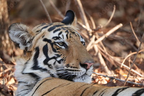 Royal Bengal Tiger Tadoba National Park Maharashtra India 