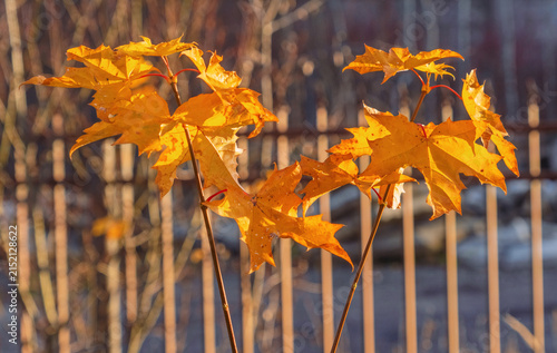 Obraz na plátne Golden maple leaves backlit by warm late afternoon sun with blurred wooden fence