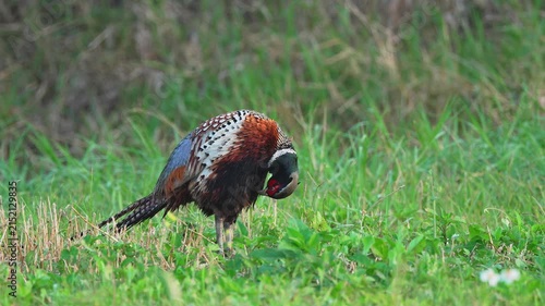 Ring-necked Pheasant male preening with ambient sound of birds and pheasant call.