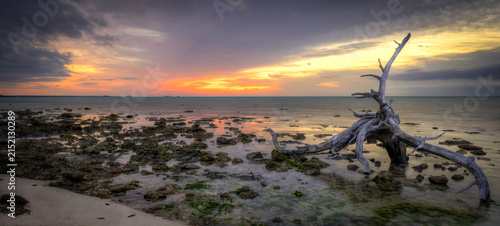 Canvas Print dead tree sunrise, rocky shore, Bahia State Park, Florida Key's, USA travel