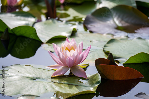 水辺の花 画 水辺の花」の写真素材 | 28,693件の無料イラスト画像 | Adobe Stock