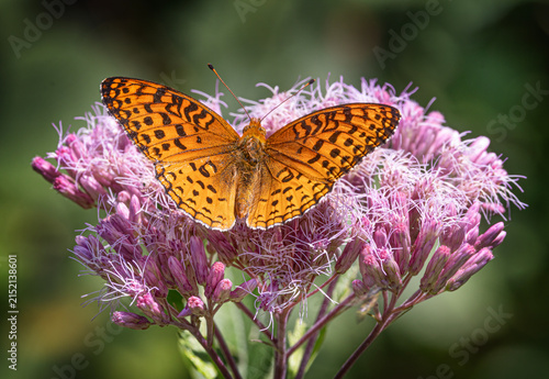 Aphrodite fritillary butterfly on Spotted Joe-pyeweed in Algonquin Park, Canada