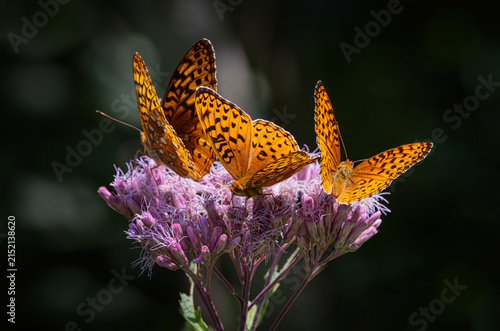 Aphrodite fritillary butterflies on Spotted Joe-pyeweed in Algonquin Park, Canada