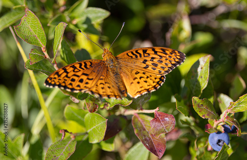 Aphrodite fritillary butterfly on a blueberry bush in Algonquin Park, Canada	