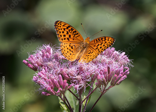 Aphrodite fritillary butterfly on Spotted Joe-pyeweed in Algonquin Park, Canada