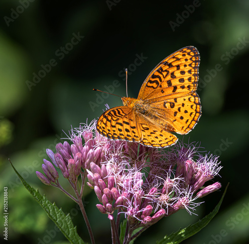 Aphrodite fritillary butterfly on Spotted Joe-pyeweed in Algonquin Park, Canada