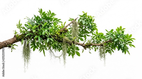 Lush tropical tree branch covered with green leaves and hanging epiphytic plants on white background