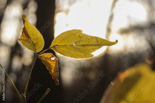 Two leaves hang on a branch as sunlight filters through trees in a wooded area. It is autumn, and the leaves show signs of the changing season.