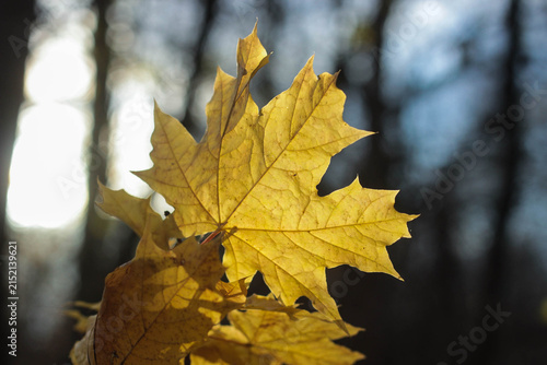 Sunlight shines through yellow leaves in an autumn forest. The scene captures the changing colors of the season. A natural setting with trees in the background.