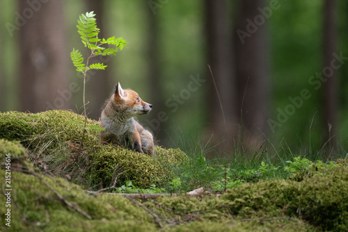 Obraz na płótnie A young red fox Vulpes vulpes kit walking on a mossy ground in a dense green for