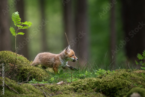Obraz na płótnie A young red fox Vulpes vulpes kit walking on a mossy ground in a dense green for