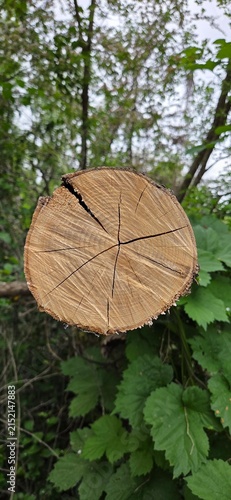 Foto The trunk reveals its rings like a silent memory