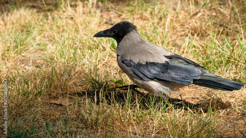 Obraz premium Hooded Crow Standing On Dry Grass In Summer