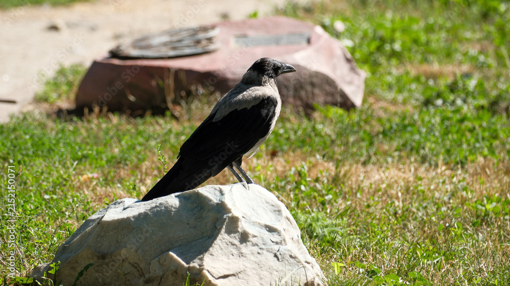 Obraz premium Hooded Crow Sitting On Light Gray Stone