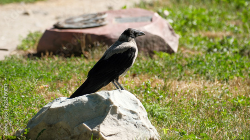 Hooded Crow Sitting On Light Gray Stone