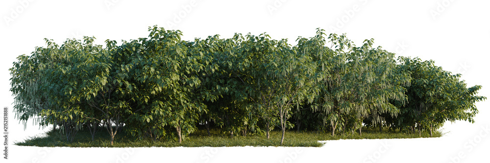 Obraz premium Stachyurus praecox tree line, Forest Edge, Backdrop cutout, isolate transparent background, Dense row of lush green trees with detailed foliage and grassy ground - perfect for landscape design