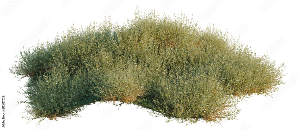 Fototapeta premium Alhagi camelorum tree shrub, plant bush, cutout, isolate transparent background, Dense green shrub isolated on black background - stock photo for landscape design and gardening themes
