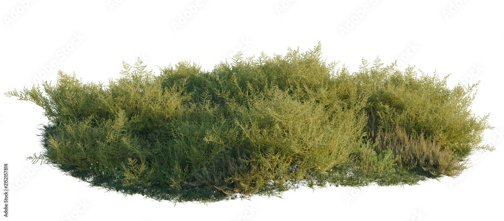 Fototapeta premium Halogeton arachnoideus, Peganum nigellastrum and Reaumu tree shrub, plant bush, cutout, isolate transparent background