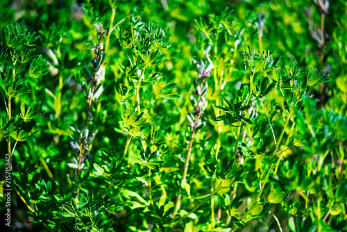 Obraz na płótnie Close up shot of Nootka lupine Lupinus nootkatensis stems and green palmate leav