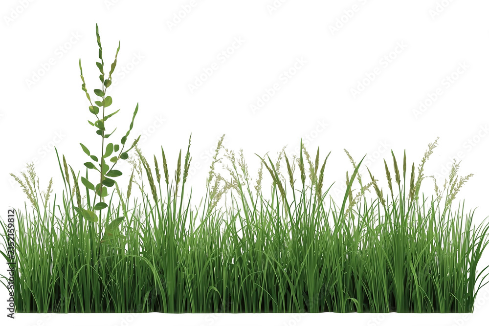 Fototapeta premium Wide green grass patch with one tall seed stem