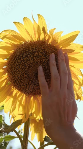 Female hand touching bright sunflower under summer sunlight. Close-up captures vibrant colors, natural beauty and peaceful outdoor atmosphere, evoking warmth, freshness and connection with nature.