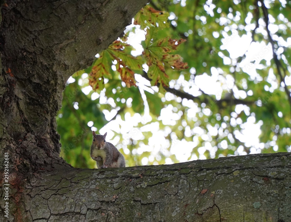 Obraz premium Eastern gray squirrel on a large texture tree trunk and branches in a park sitting 