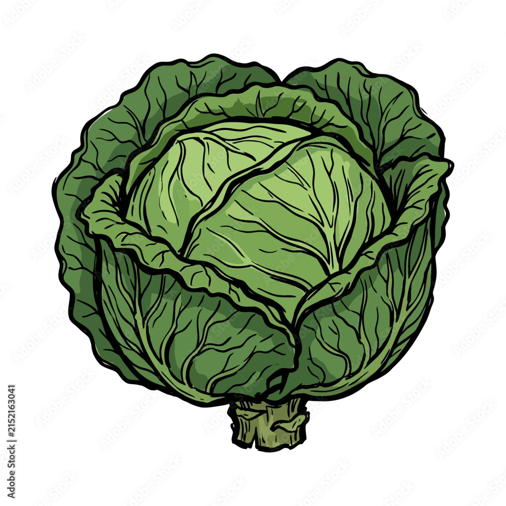 Obraz premium Beautiful Handdrawn Cabbage High-Quality Stock Image