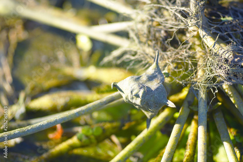 Close-up of water caltrop fruit with horn-like spines in sunlight. Illustrates characteristic species features, native aquatic vegetation, botanical identification, and freshwater plant morphology.