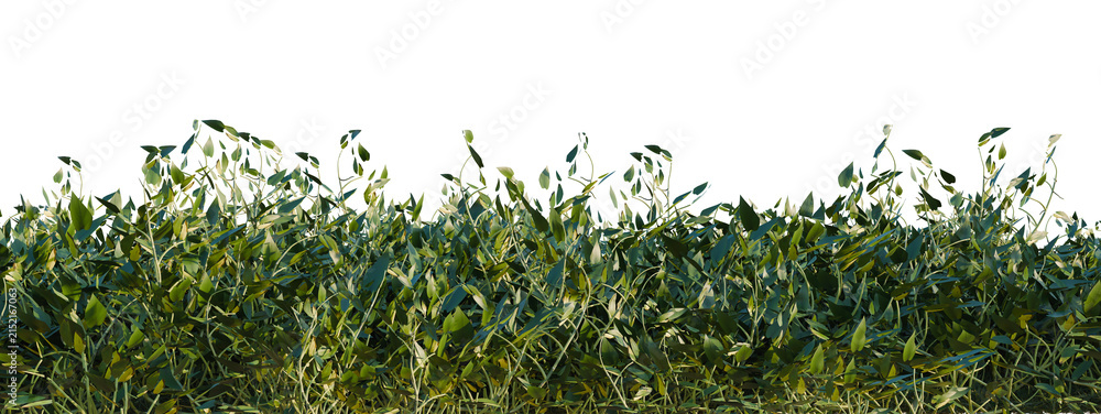 Obraz premium Epipremnum aureum Rattan Green tree shrub, plant bush, cutout, isolate transparent background, Lush Green Foliage Border - Detailed Plant Growth for Landscape Design and Natural Elements