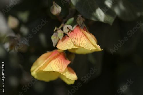 flowers of Hibiscus tiliaceus change color during a single day, from yellow to dark brown-red, yellow morning flowers