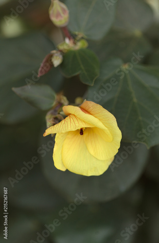flowers of Hibiscus tiliaceus change color during a single day, from yellow to dark brown-red, yellow morning flowers