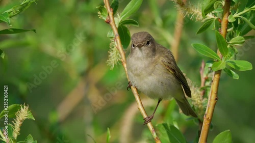 Common chiffchaff (Phylloscopus collybita) singing, bird song