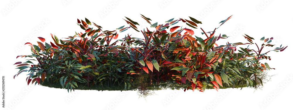 Fototapeta premium Kudoacanthus albonervosa, Muehlewbeckia complera and Ph tree shrub, plant bush, cutout, isolate transparent background