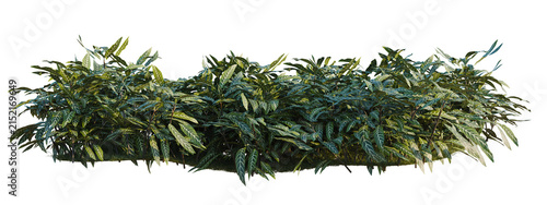 Kudoacanthus albonervosa tree shrub, plant bush, cutout, isolate transparent background, Dense Green Foliage Hedge - Lush Tropical Plants for Landscape Design and Decorative Backgrounds