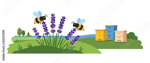 Bees Pollinating Lavender Flowers in an Apiary Landscape