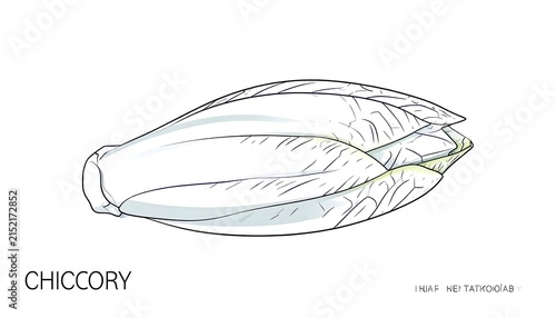 Chicory root vegetable sketch illustration.