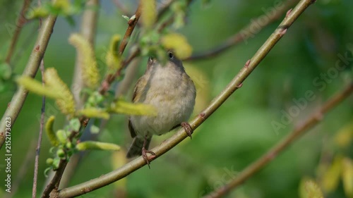 Common chiffchaff (Phylloscopus collybita) singing, bird song
