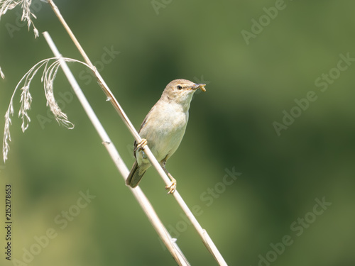 Bild auf Leinwand Reed warbler (Acrocephalus scirpaceus) with insect prey, perched on reed stem, wetland, Hertfordshire, UK