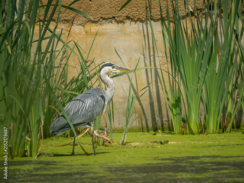 Принти на полотні Grey heron (Ardea cinerea) standing among reeds beside duckweed-covered pond, Hertfordshire, UK