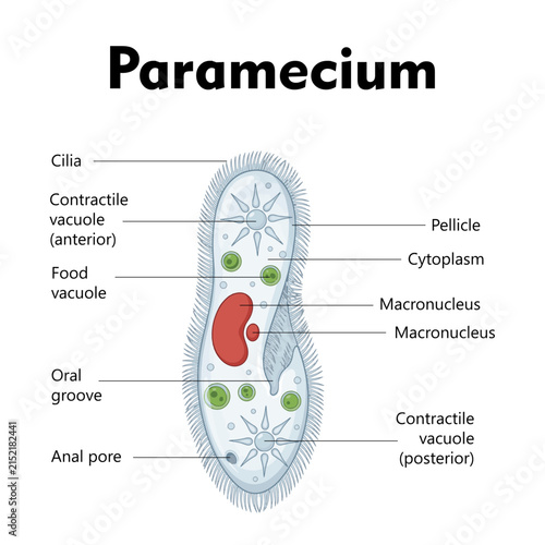 Structure of paramecium with labelled diagram
