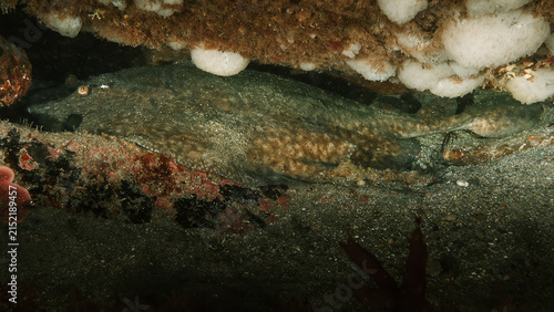 Canvastavla raie marbrée sous rocher