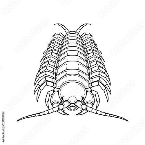 Isolated Line Art Centipede Illustration