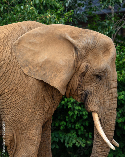 Konstfotografi African Elephant