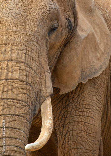 Foto African Elephant