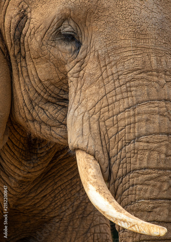 Canvastavla African Elephant