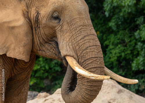 Canvastavla African Elephant