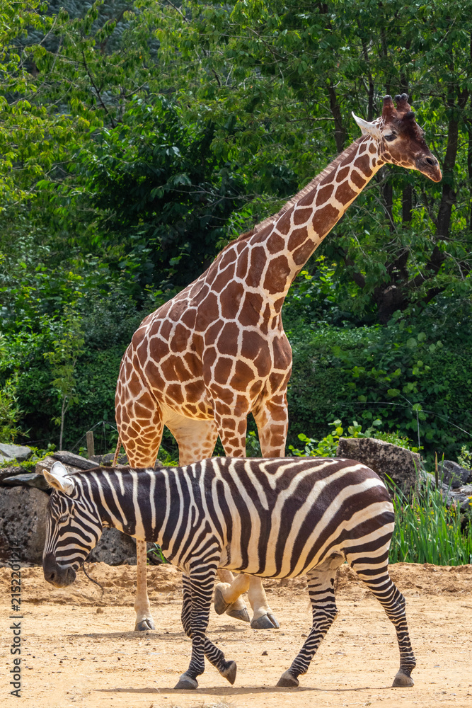 Obraz premium Giraffe and a Zebra