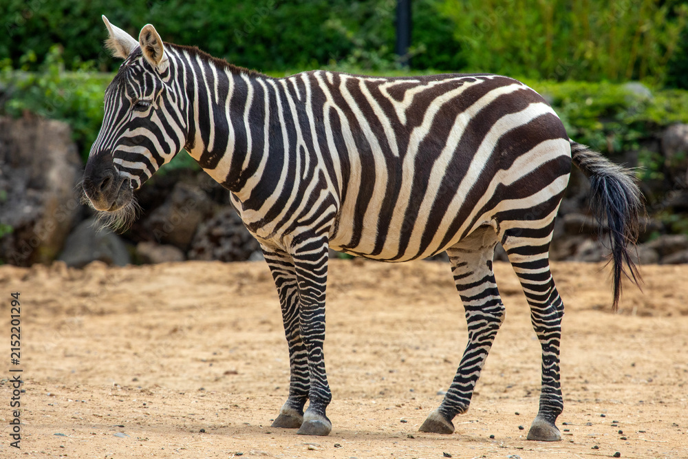 Obraz premium Maneless Zebra at Colchester Zoo in Essex, UK