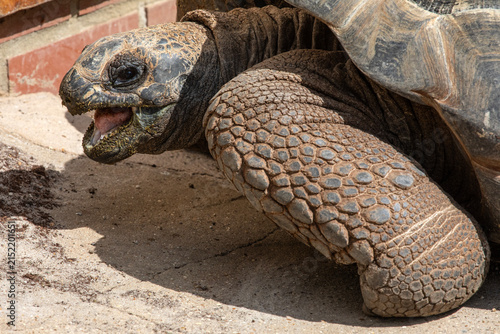 Aldabra Giant Tortoise