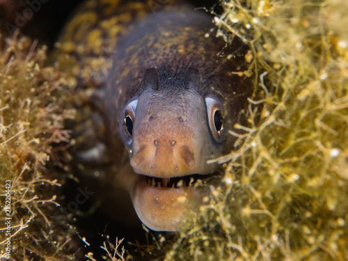 Mediterranean moray eel 